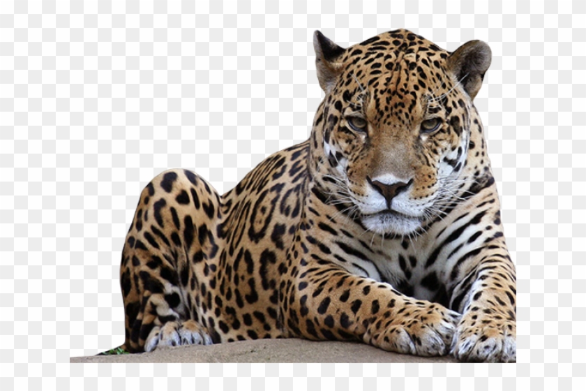 Big Five Animals Black And White, HD Png Download - 640x480(#843800) - PngFind Big Five Animals Black And White, HD Png Download - 640x480(#843800) - PngFind