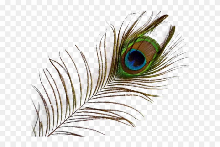 Peacock Feather Png Transparent Images - Transparent Background Peacock
