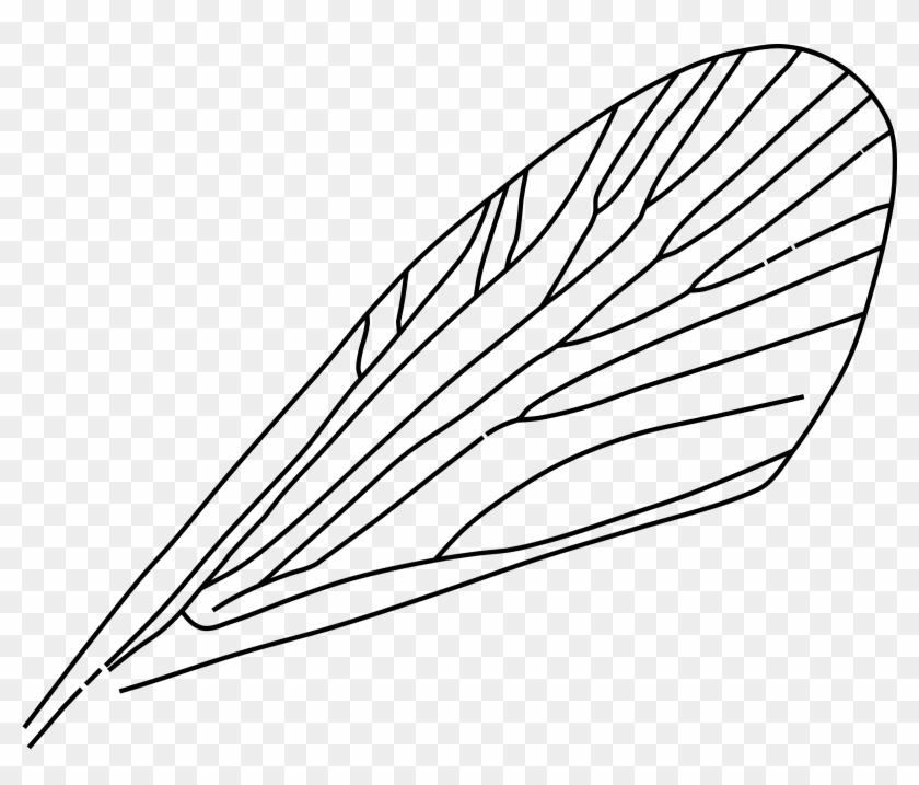 This Free Icons Png Design Of Insect Wing, Transparent Png - 2400x1937 ...