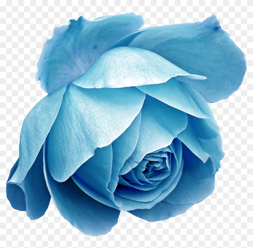 blue roses drawings