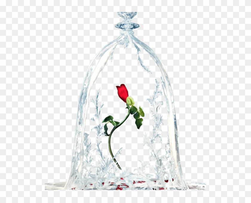 Beauty And The Beast Rose Transparent Hd Png Download 540x600 Pngfind