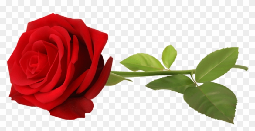 Hình hoa hồng đỏ, ảnh nền png miễn phí tải về - hoa hồng đỏ... - đó là tất cả những gì bạn cần để đón nhận sự đẹp lung linh của hoa hồng. Hình ảnh này cực kì đẹp mắt và tuyệt vời cho việc làm hình nền điện thoại, desktop hay website của bạn. Cùng tải về và chiêm ngưỡng sự đẹp tuyệt vời của hoa hồng đỏ miễn phí.