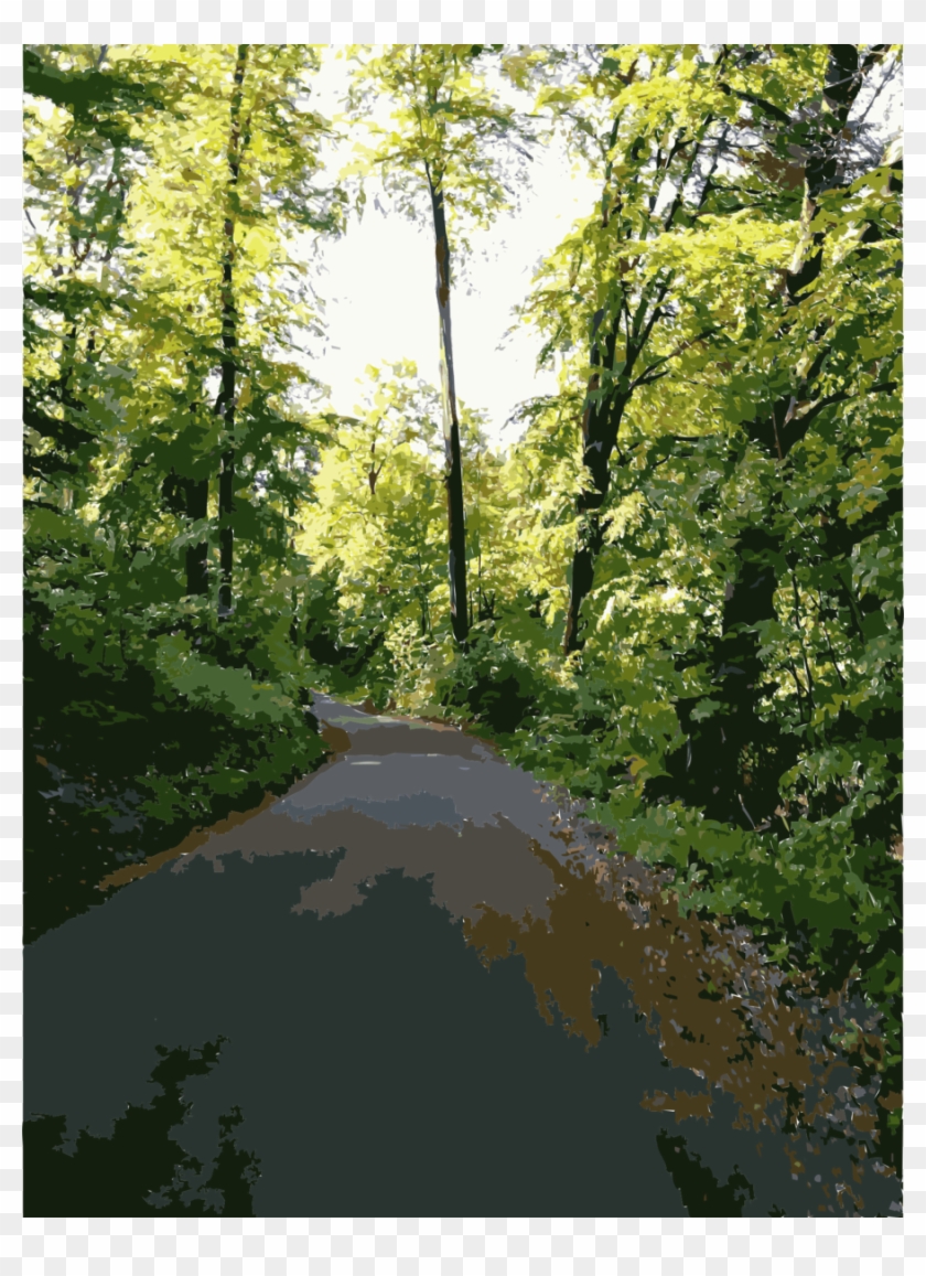 Forest Impressions Clipart Temperate Broadleaf And, HD Png Download ...