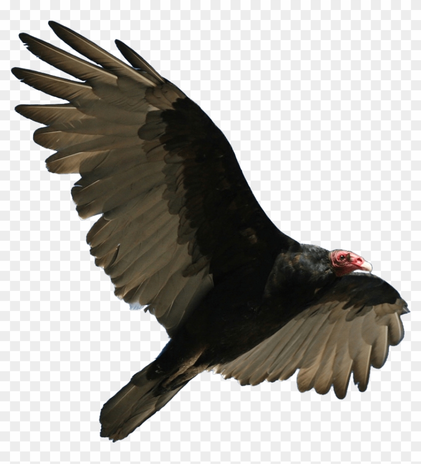 Download Turkey Vulture Flying Transparent Png - Turkey Vulture No Background, Png Download - 960x925(#886849) - PngFind Download Turkey Vulture Flying Transparent Png - Turkey Vulture No Background, Png Download - 960x925(#886849) - PngFind