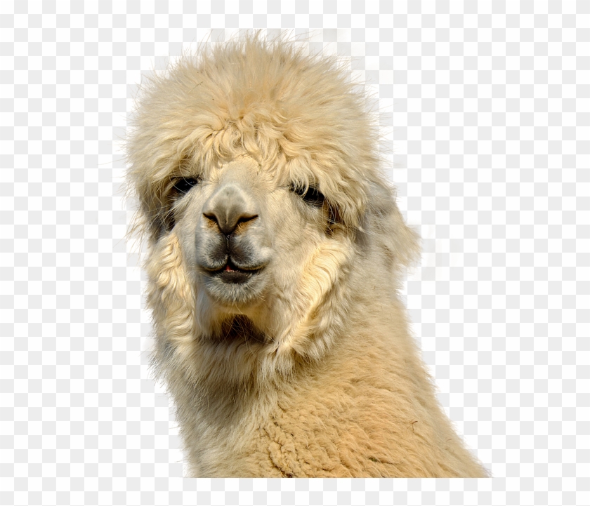 Alpaca, Isolated, Animal, Nature, Mammal - Lama Face, HD Png Download -  960x640(#888659) - PngFind