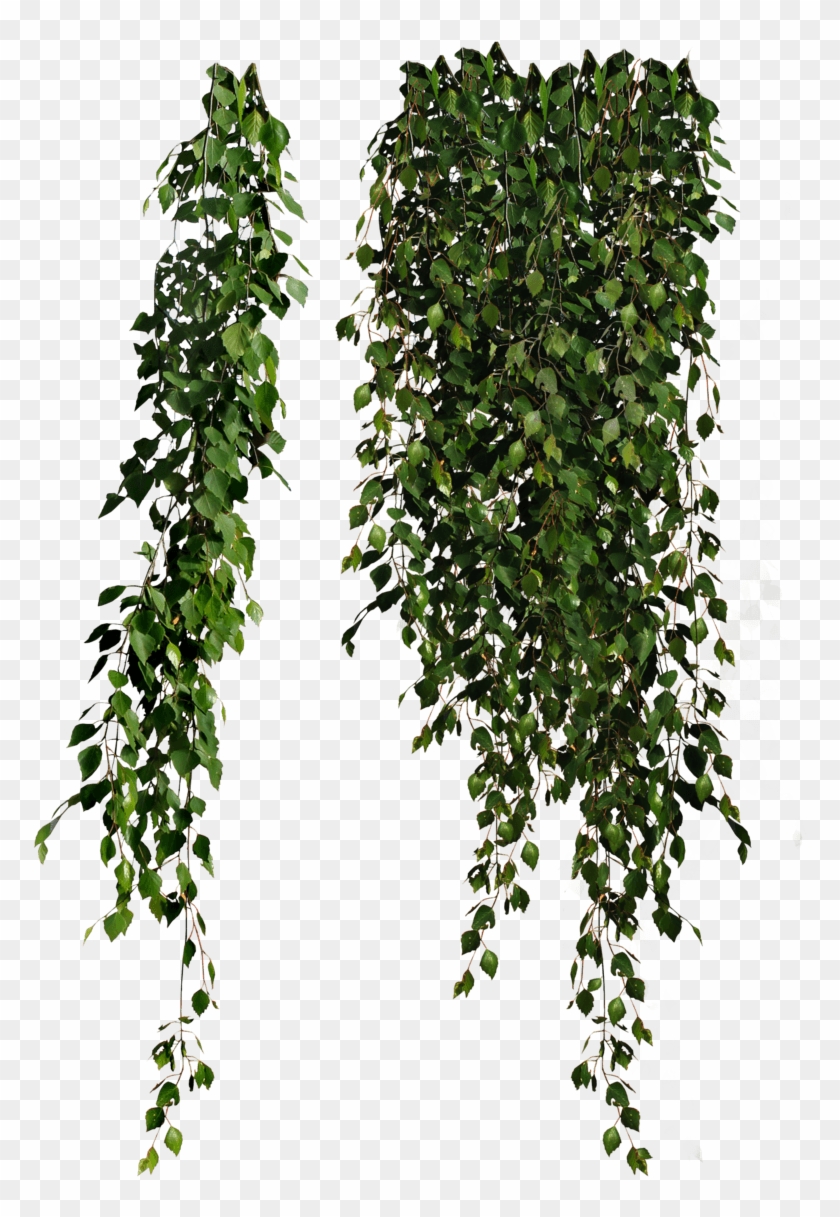 Plants Falling - Plant Png, Transparent Png - 900x1170(#90817) - PngFind