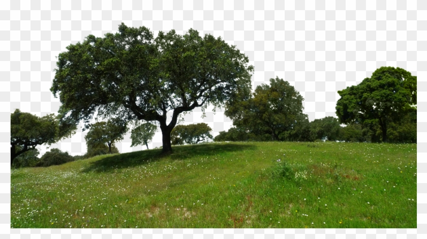 Png Landscape - Grass And Tree Png, Transparent Png - 960x498(#93331) - PngFind