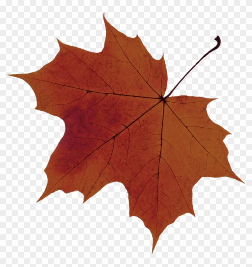 Sugar Maple Tree Leaf Png , Png Download, Transparent Png - 885x895