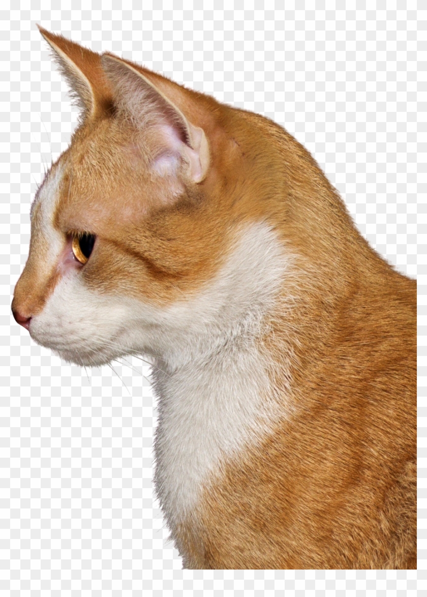 Cat Head Png Cat Png Transparent Png 1005x1239 95373 Pngfind - ginger cat roblox