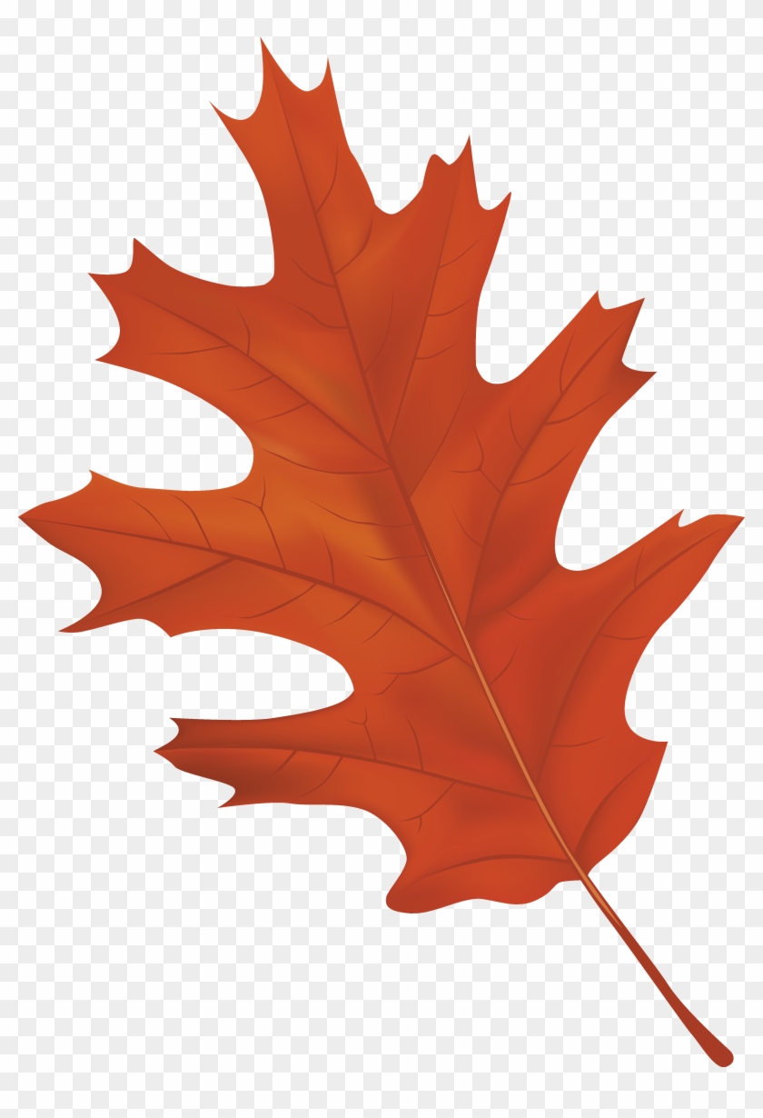 Autumn Leaf Clipart Png, Transparent Png - 3735x5295(#95487) - PngFind