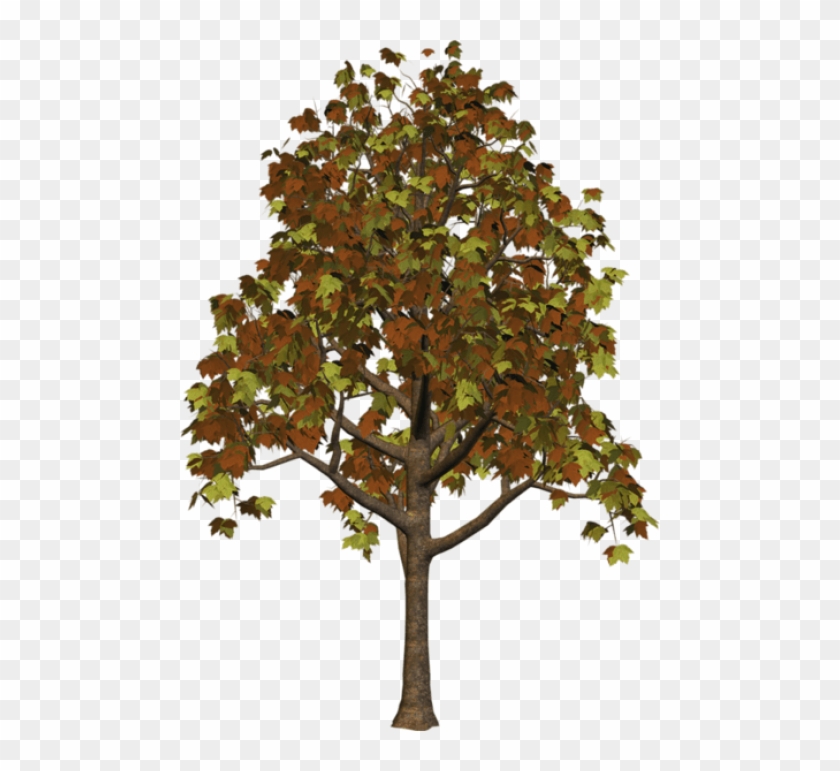 Free Png Download Large Fall Tree Png Images Background - Brown Tree ...