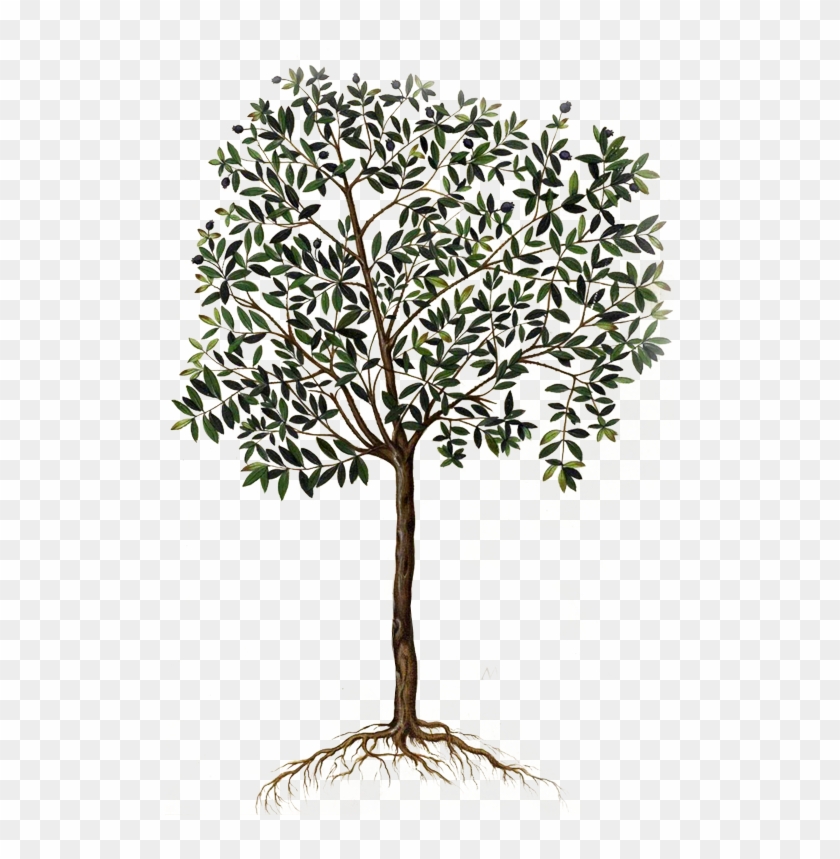 304 Olive Tree Drawing Stock Photos HighRes Pictures and Images  Getty  Images