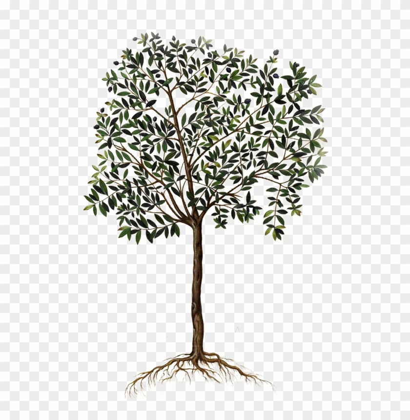 Olive branch vector in doodle sketch style  Stock Illustration  85424465  PIXTA