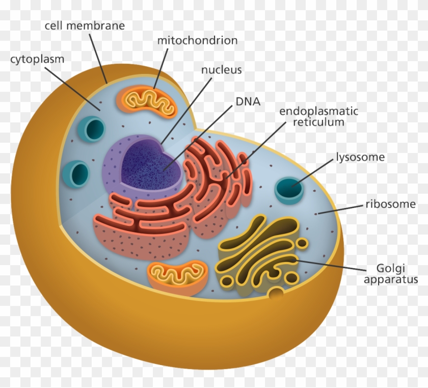 Body Cell Png Transparent Body Cell Png Images Pluspng ...