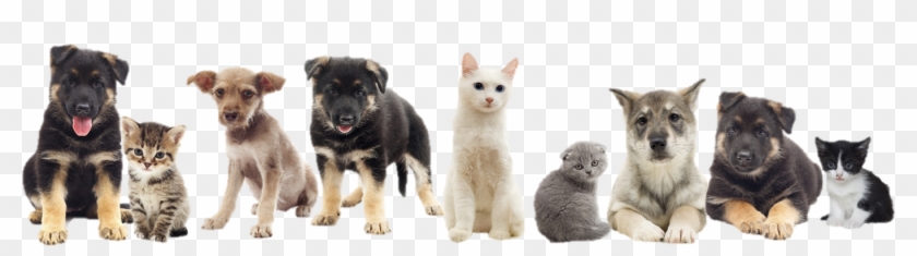 Dog And Cat png download - 512*512 - Free Transparent Cat png Download. -  CleanPNG / KissPNG