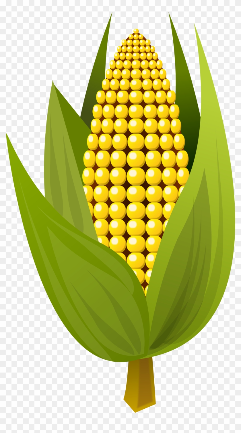 Corn Vector Clipart Image Small Corn Clipart Hd Png Download 1697x2400 9462 Pngfind