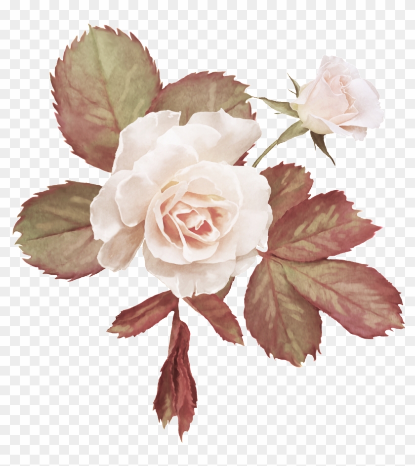 real beautiful flower - garden roses, hd png download - 1024x1102
