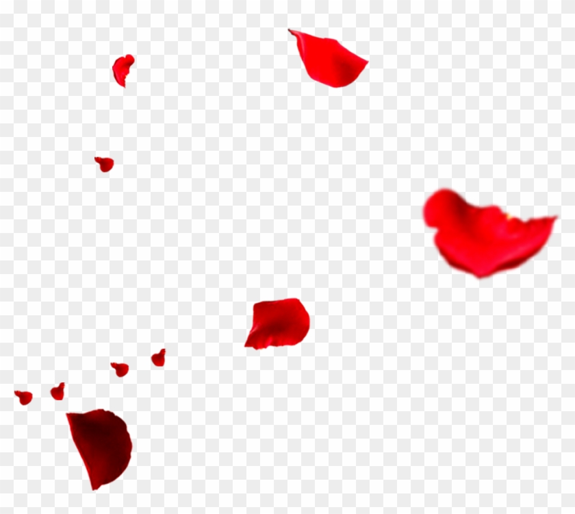 Rose Flower Petals Falling Transprent Png Free - Falling Rose Petals ...