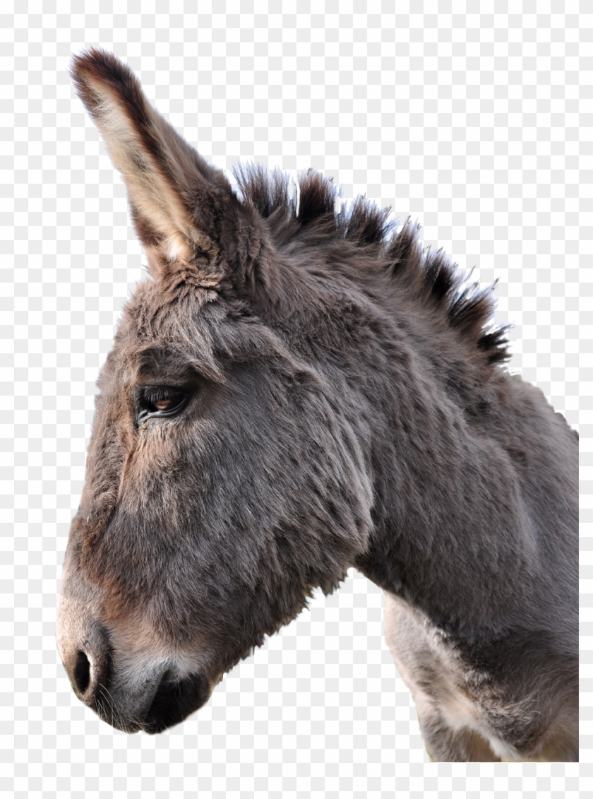 Donkey Head Transparent Hd Png Download 1000x1299 969811