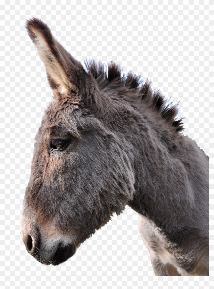 Transparent Background Donkey Shrek Png