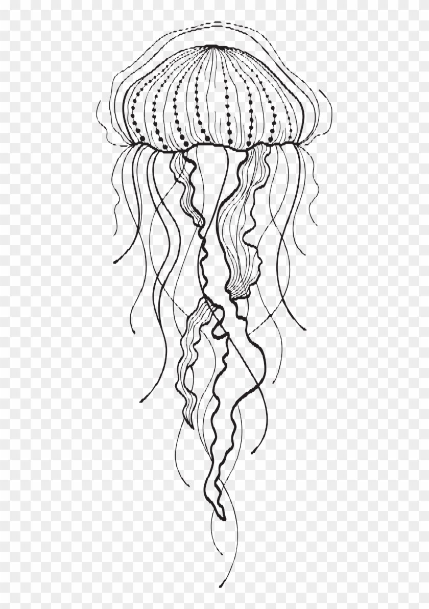 Realistic Jellyfish Clipart Black And White malaynesra