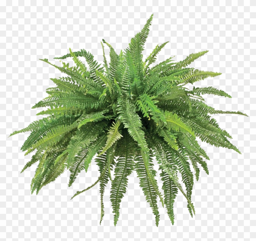 Transparent Fern Animated Picture Freeuse Stock, HD Png Download