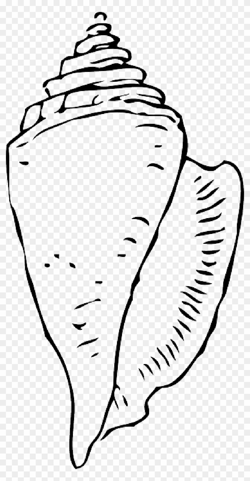 Seashells Png Download Cartoon - Seashell Clipart Black And White, Transparent Png - 800x1532(#993345) - PngFind Seashells Png Download Cartoon - Seashell Clipart Black And White, Transparent Png - 800x1532(#993345) - PngFind