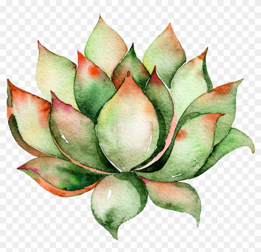 Watercolor Succulent Png Clip Art Download, Transparent Png - 916X842(#998651) - Pngfind