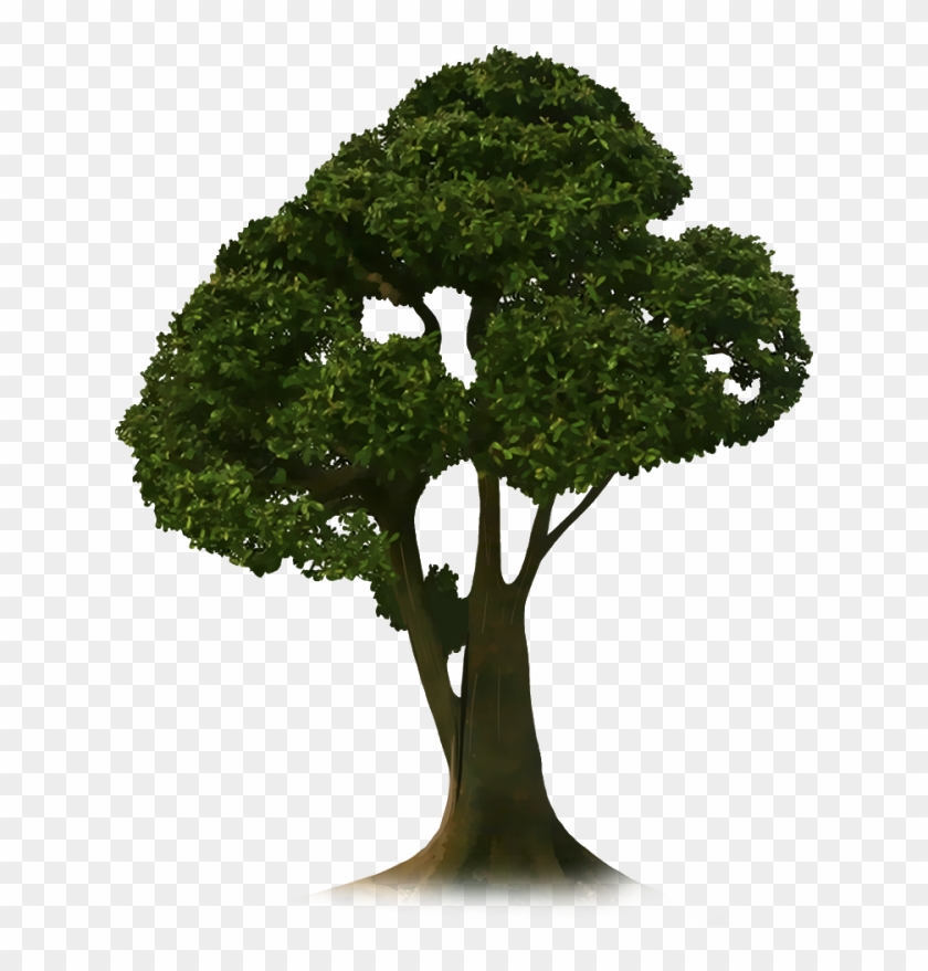 Crop Tree Png - Picsart Tree Png, Transparent Png - 1600x1000(#999288